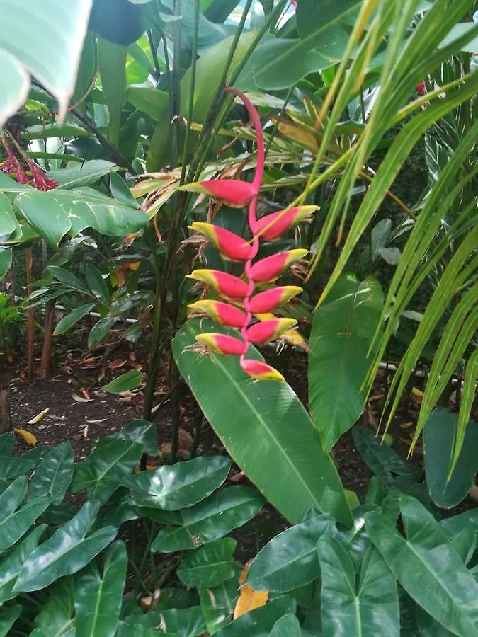 Bed & Breakfast Villa Carolina Bed And Breakfast Puerto Plata